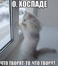 Котики это всегда +++