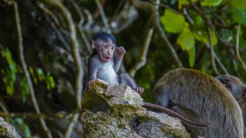 я не лучший, но по мому тоже неплохо получилось. Тем более что обезьян вообще сложновато плохо снять)