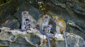 я не лучший, но по мому тоже неплохо получилось. Тем более что обезьян вообще сложновато плохо снять)