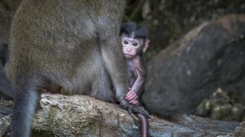 я не лучший, но по мому тоже неплохо получилось. Тем более что обезьян вообще сложновато плохо снять)