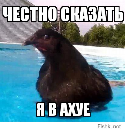 Как плавает курица