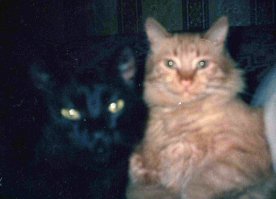 Мой взрослый кот не принял маленького подобранного котенка.Мы их по разным комнатам прятали,чтобы не дрались. Однажды в дождь мелкий потерялся и я его нашла застрявшим на дереве только через день. Он там под дождем просидел почти все это время, простыл и уже даже не мяукал, лимфоузел на шее вздулся размером с орех. Потащила мелкого к ветеринару, ему вырезали узел, удалили гной и зашили все. Приношу домой и думаю-как бы еще старшего котана изолировать, чтоб черному полузадохлику не мешал поправляться. А он, наоборот, пришел малыша жалеть и вылизывать. Подружились. Сорри за качество фото.