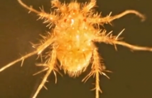 Калифорнийский клещ Paratarsotomus macropalpis побил рекорд гепарда и считается самым быстрым наземным животным.