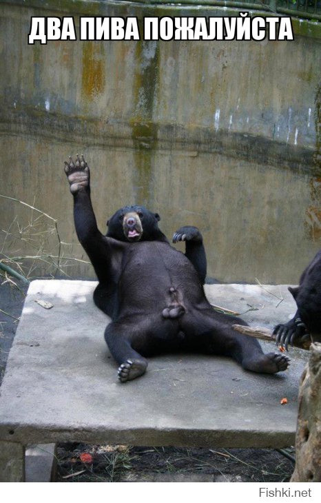 20 смешных случаев, когда поход в зоопарк не оправдал ожидания 