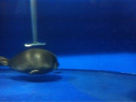 Вот они какие бывают, шарообразные, в Байкальском музее в Листвянке живут)