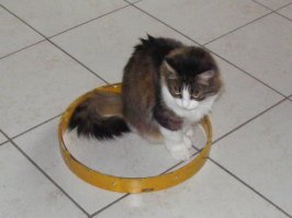Кошки любят не только коробки, но и просто замкнутое пространство. Положил на пол обруч и спустя всего три минуты - вуаля!