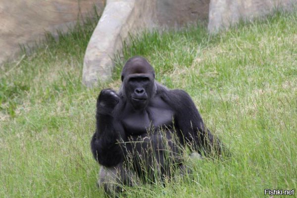 Минусуйте... Не минусуйте... Но эта горилла выглядит брутально и кое кого напоминает! Даже в зоопарке есть тот кто всё контролирует в стальном кулаке!!!