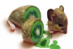 А что получилось бы, если скрестить фрукты между. Интересные фото фантазии