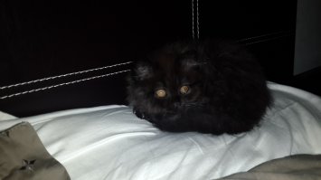 Этоже британец почти как мой, только не такой зубастый!