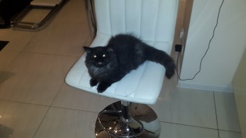 Этоже британец почти как мой, только не такой зубастый!