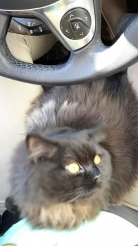 Этоже британец почти как мой, только не такой зубастый!