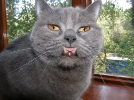 Это мой кот
