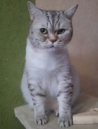 Жопой чую, недоброе ты задумал, хозяин.