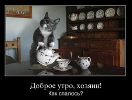 25 четвероногих помощников, которые выкладываются на полную