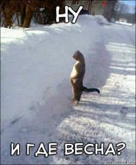 Демотиваторы с Котиками 4