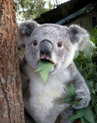 Чего боятся животные