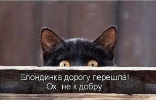 17 котов, о существовании которых знают не все