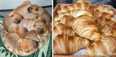 Щенки шарпея и рогалики