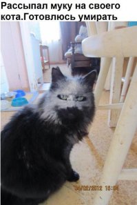 Прикольные картинки