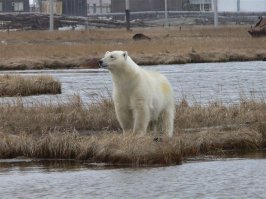 А как же Ямал?