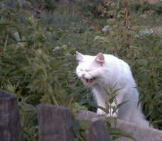 кота пост одобряе...