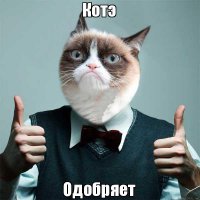 17 котов, о существовании которых знают не все