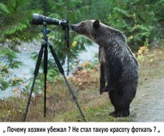 Работящий медведь — счастье в семье