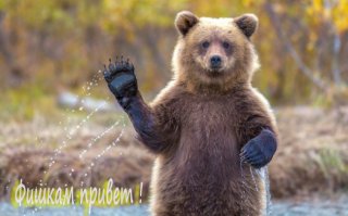 Работящий медведь — счастье в семье