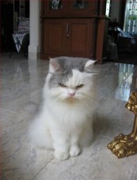 Стану злою кисою, прямо тут написаю)))