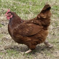 Машина убежала