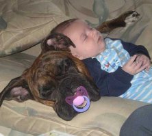 Да домашние животные иногда хорошо выручают.