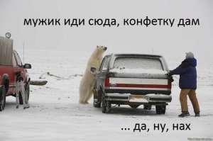 Работящий медведь — счастье в семье