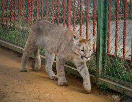 Странно. Всегда знала, что кугуар - это пума. Китайского кугуара - не знаю. По картинке - "китайский пустынный кот". А кугуар выглядит как-то вот так: