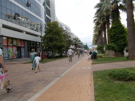 В Сочи пальма давно уже обычное уличное дерево. Конечно, она не абориген, когда-то завезли. Но сейчас самое обычное дерево. Хорошо прижились разные пальмы, как и австралийские эвкалипты. Вот центральная улица Навагинская