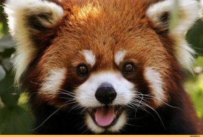 Одно из самых симпотных животных.