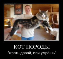 Пост о том как растут котята Мейн Куны. Часть 11