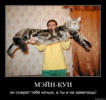 Пост о том как растут котята Мейн Куны. Часть 11