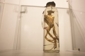 посоны, где можно купить такую текиллу???