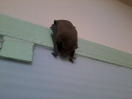 Ужас, летящий на крыльях ночи или милые детки 