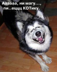 Грустно и нет настроения? Тогда посмотрите, как этот хаски пытается поиграть с котом