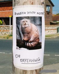 13 больших кошек, которые считают себя маленькими