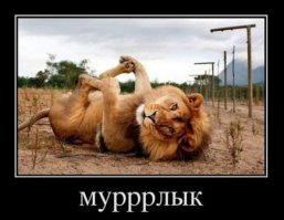 13 больших кошек, которые считают себя маленькими