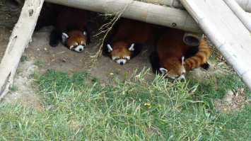 Красная панда в зоопарке Далянь и Гонконг 2014г.