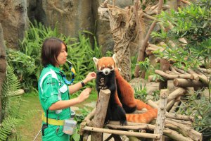 Красная панда в зоопарке Далянь и Гонконг 2014г.