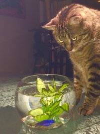 Мои друзья-Барсик и Гена