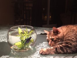 Мои друзья-Барсик и Гена