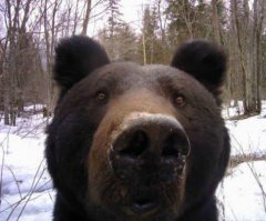 10 очень странных пород обычных животных