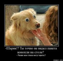 Грустно и нет настроения? Тогда посмотрите, как этот хаски пытается поиграть с котом
