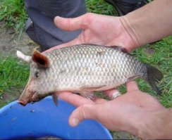 10 очень странных пород обычных животных