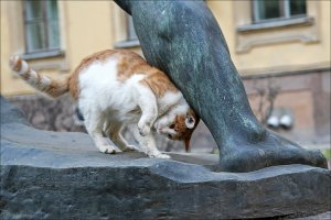 Котам Ленинграда